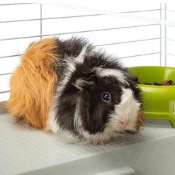 FERPLAST KOOI CASITA 78X48X50 CM -Ferplast ferplast caviakooi casita 80 50 x 78 cm zwart wit 5 557206 1614696988