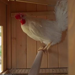 FERPLAST KIPPENHOK HEN HOUSE 30 BRUIN 162X100X110 CM -Ferplast ferplast kippenhok 10 4 488713 1604388369